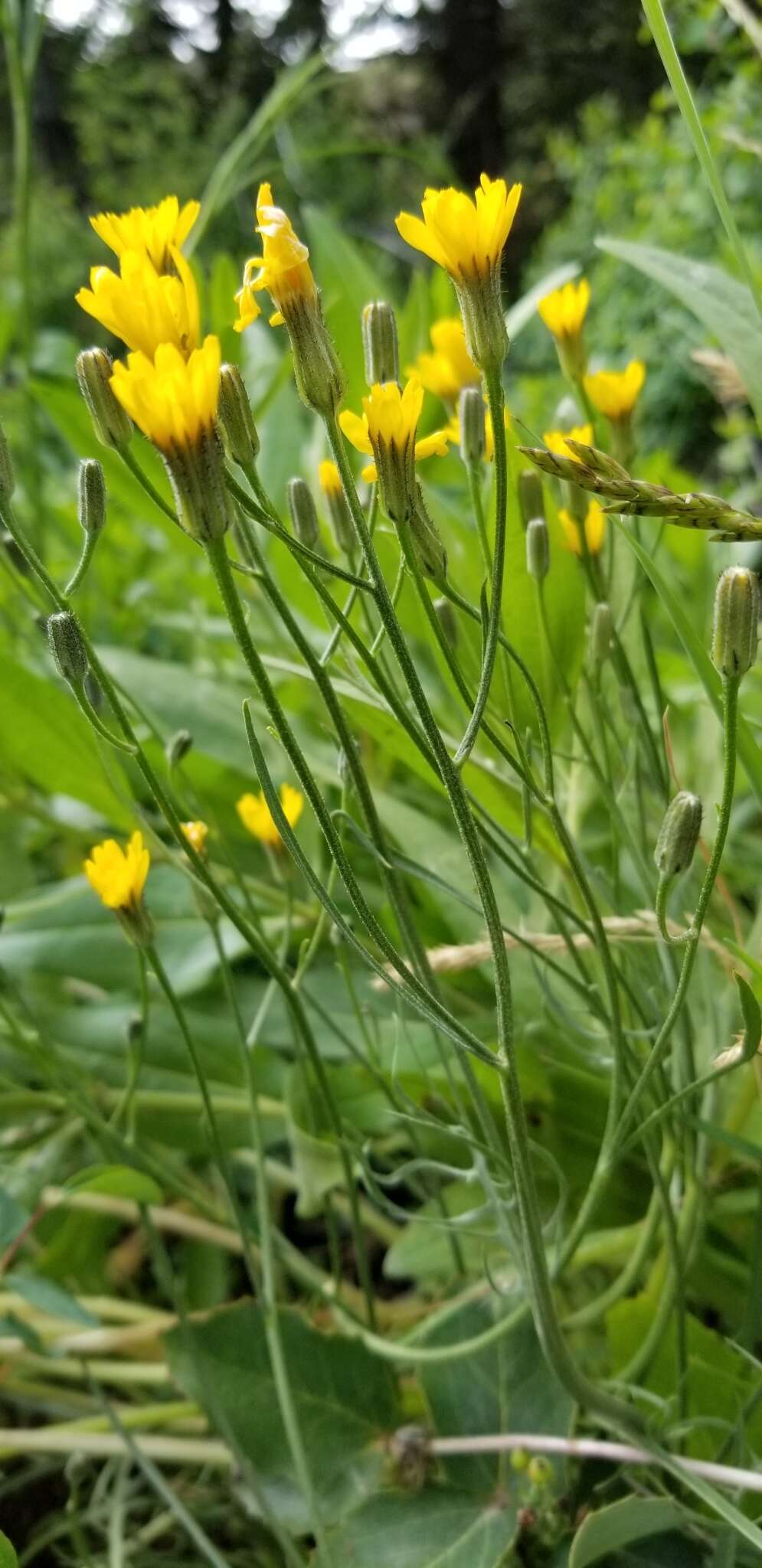 Crepis modocensis Greene resmi