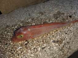 Image of East Atlantic Red Gurnard