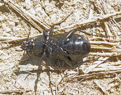 Image of Carabus (Archicarabus) wiedemanni wiedemanni Ménétriés 1836