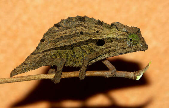 Image of Bearded Pygmy Chameleon