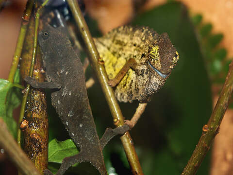 Image of Bearded Pygmy Chameleon