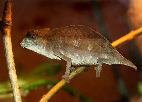 Image of Bearded Pygmy Chameleon