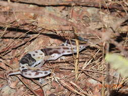 Image of Western Indian Leopard Gecko