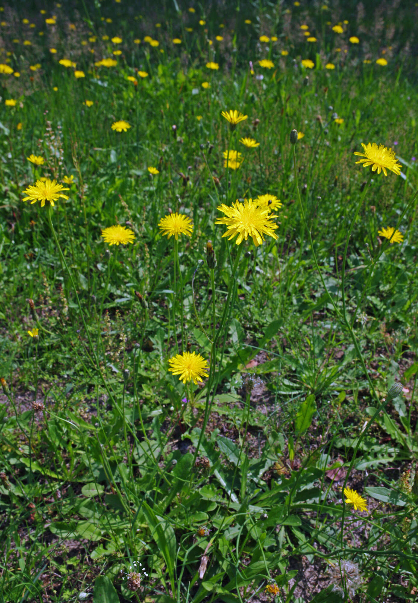 Image of Hairy Cat's-Ear