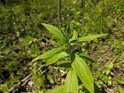 Image of American stoneseed