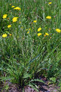 Image of smooth hawksbeard