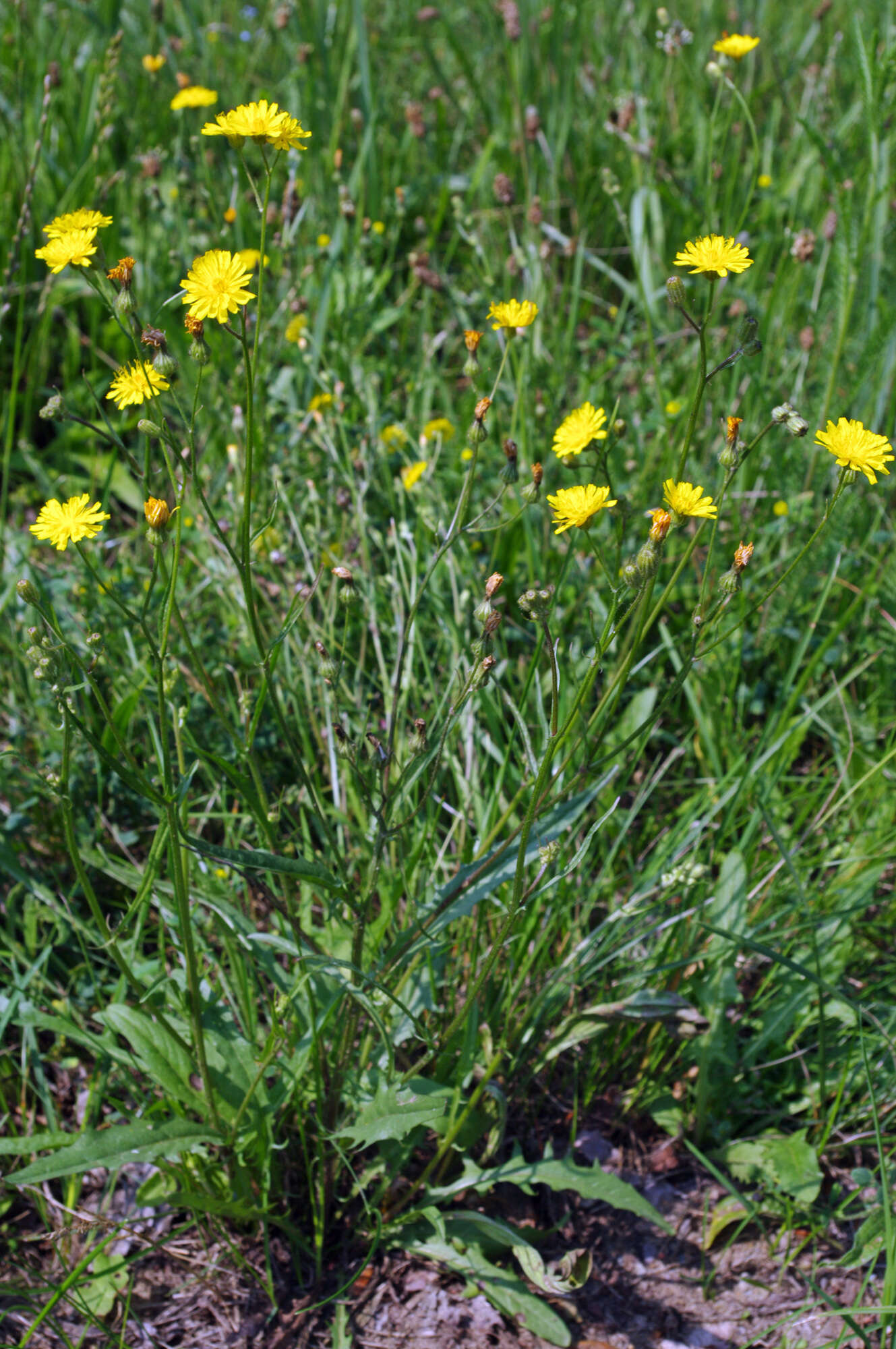 Image of smooth hawksbeard