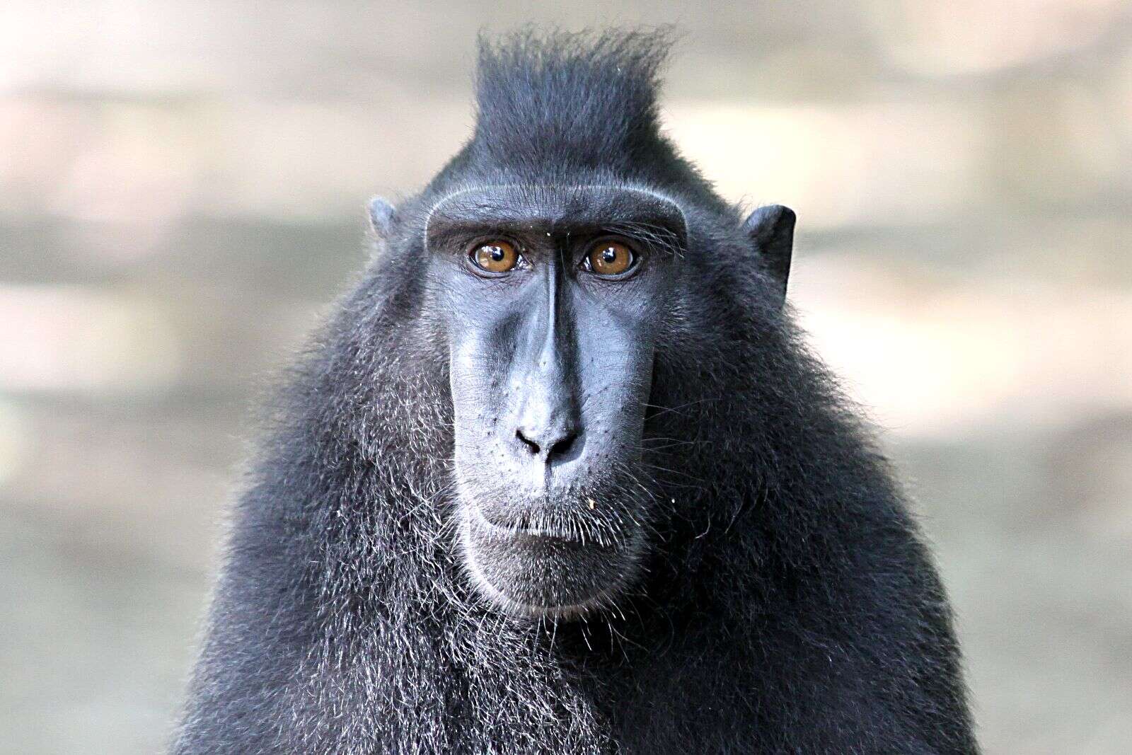 Image of Celebes crested macaque