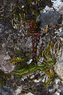 Image de Austroblechnum penna-marina subsp. alpina (R. Br.)