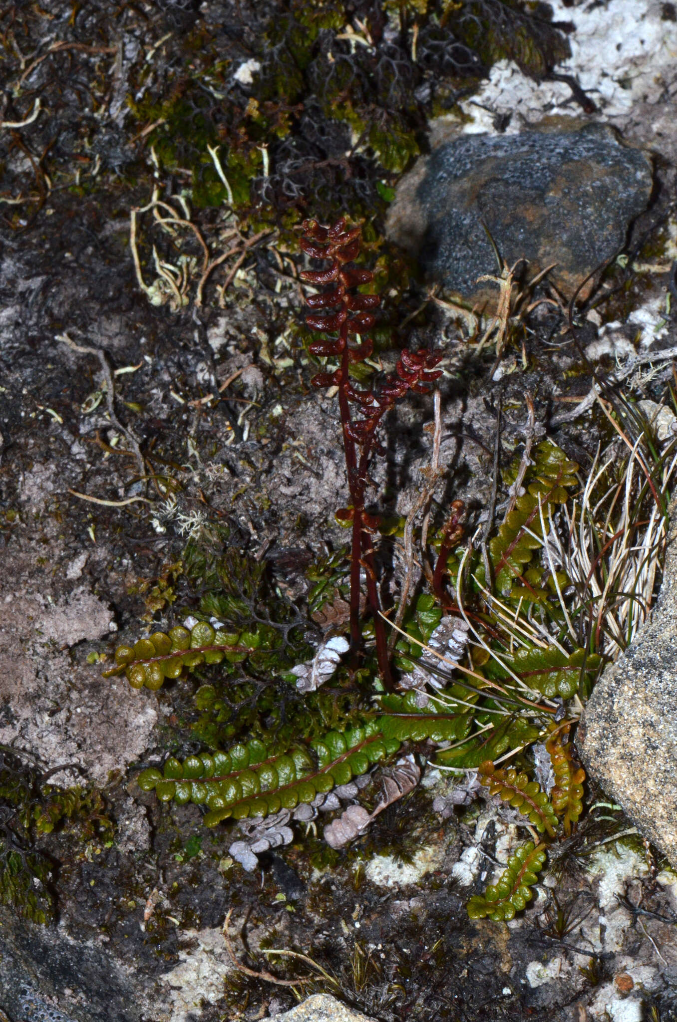 Plancia ëd Austroblechnum penna-marina subsp. alpina (R. Br.)