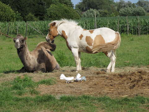 Image of Bactrian camel