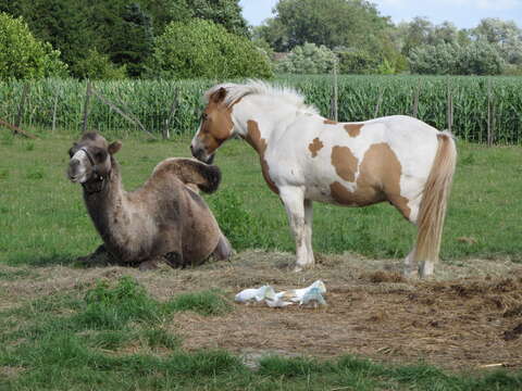 Image of Bactrian camel