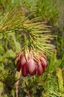 Image of Protea nana (Berg.) Thunb.