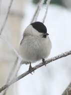 Image of Willow Tit