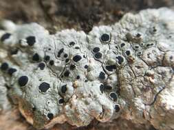 Image of rim lichen