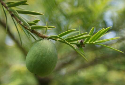 Image of Japanese Nutmeg Tree