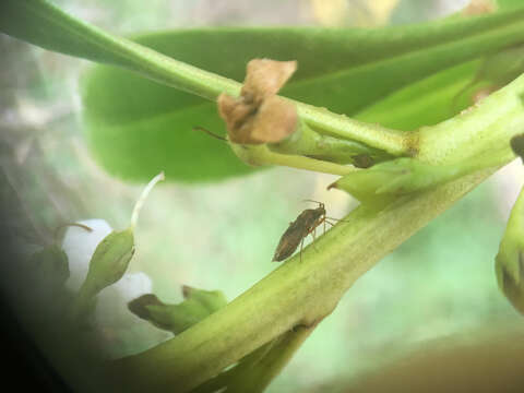 Image of Chinamiris aurantiacus Eyles & Carvalho 1991