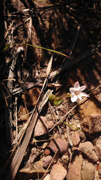 Image of Geissorhiza ovata (Burm. fil.) Asch. & Graebn.