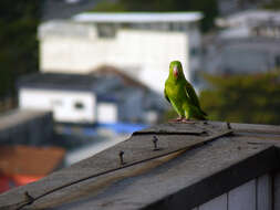 Image of Plain Parakeet