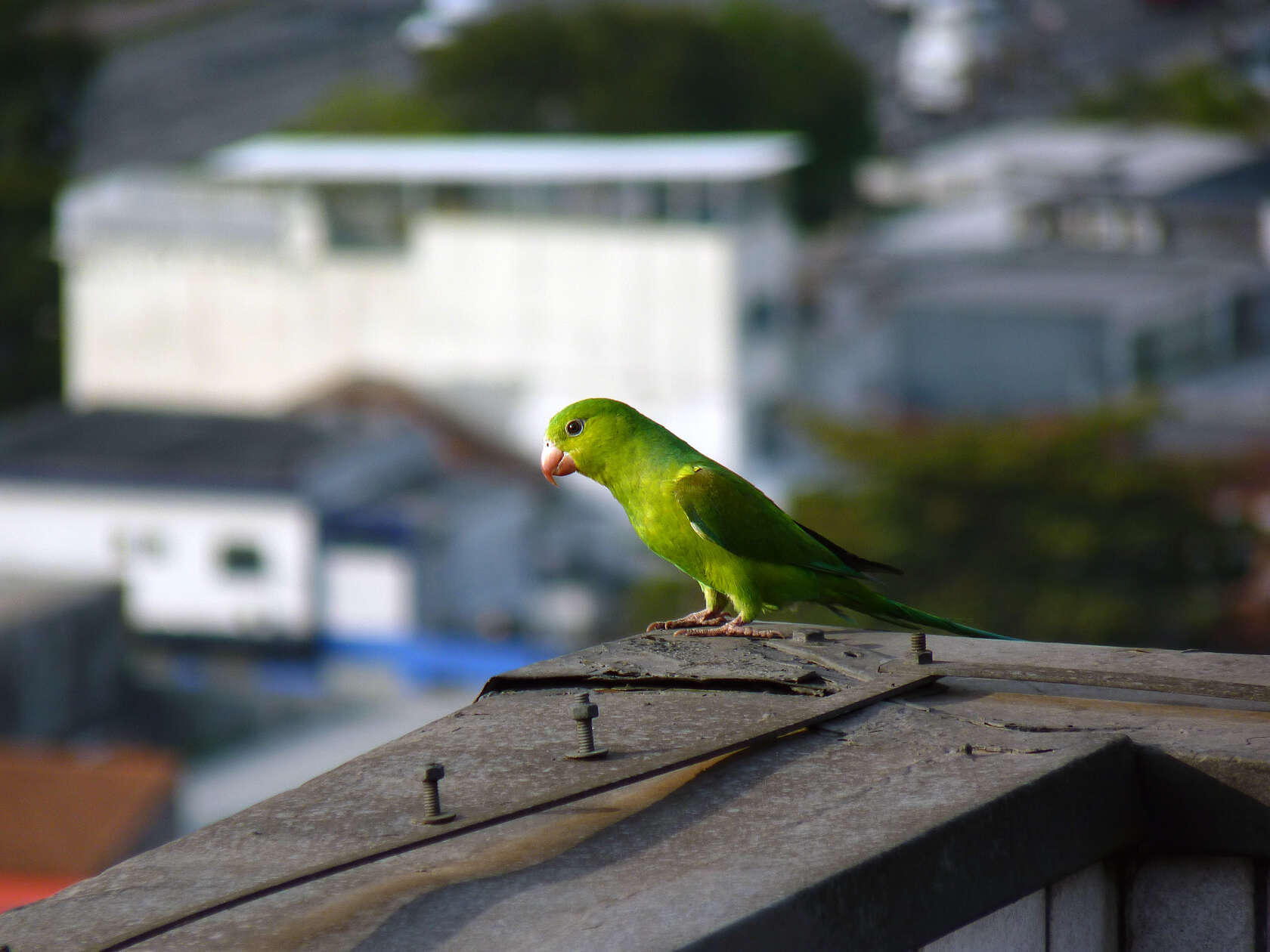 Image of Plain Parakeet