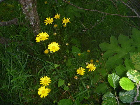 Imagem de Doronicum pardalianches L.