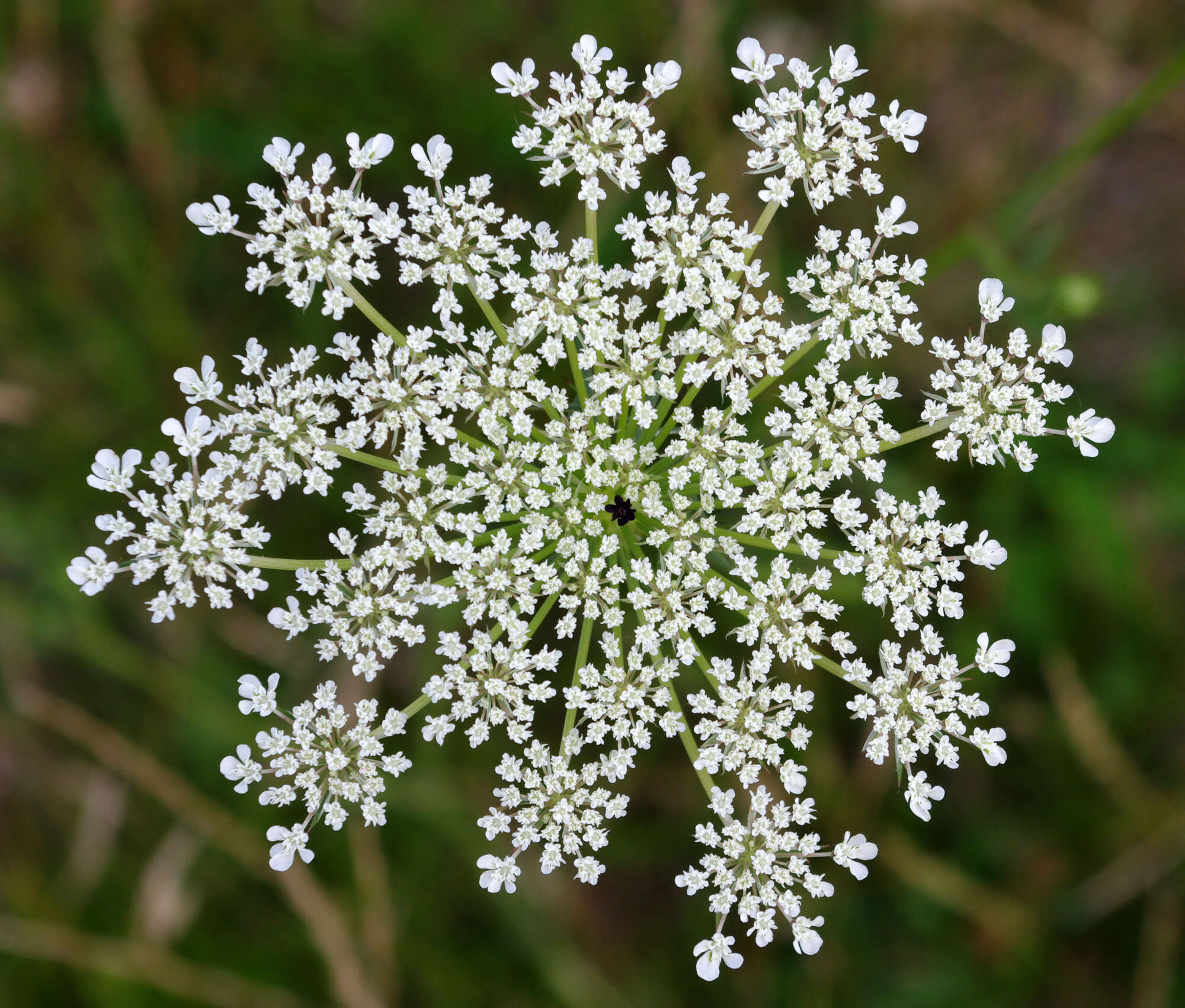 Image of Queen Anne's lace