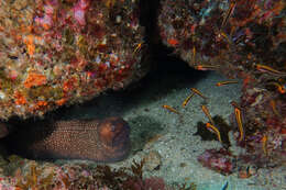 Image of Australian mottled moray