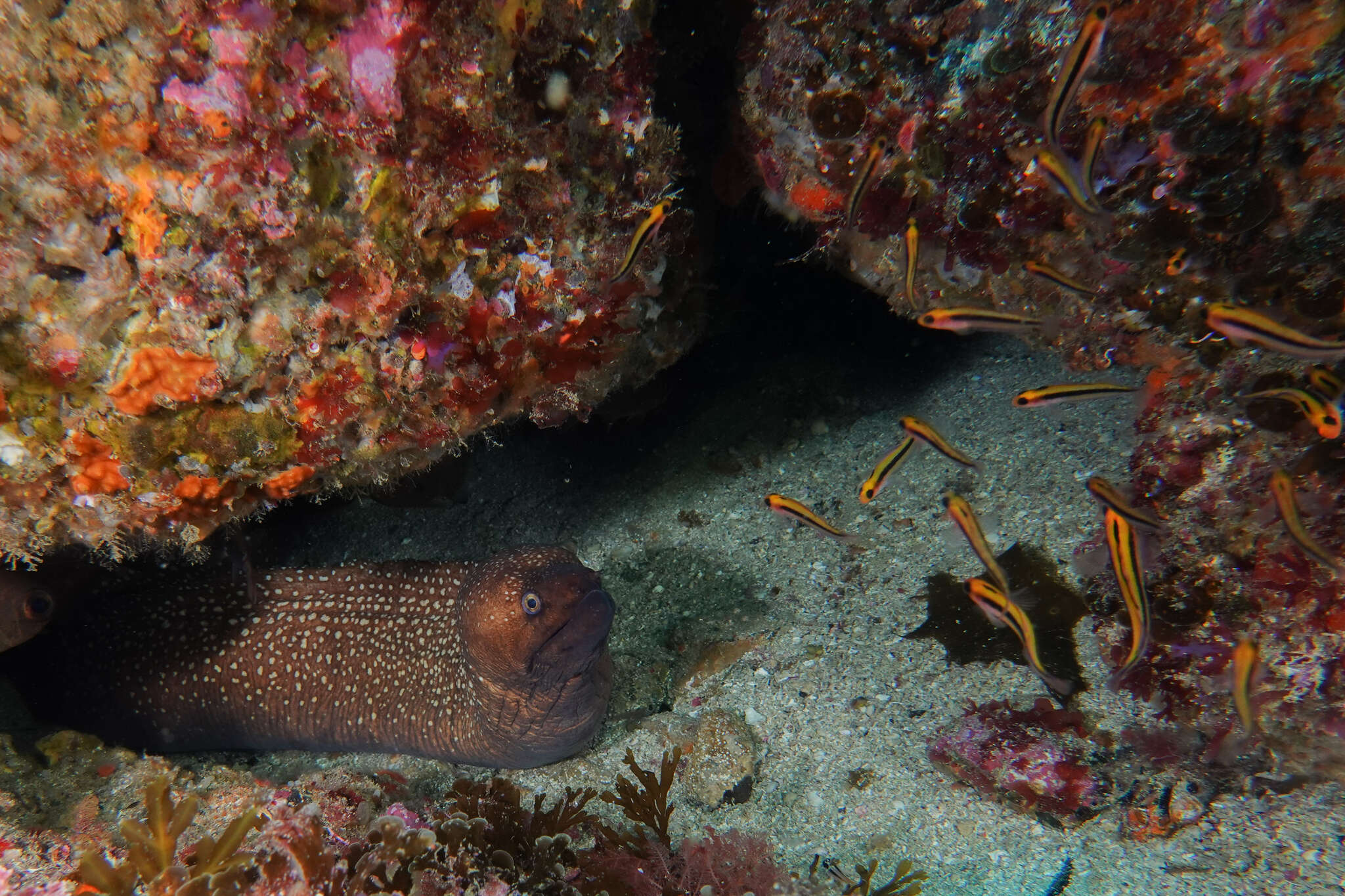 Image of Australian mottled moray