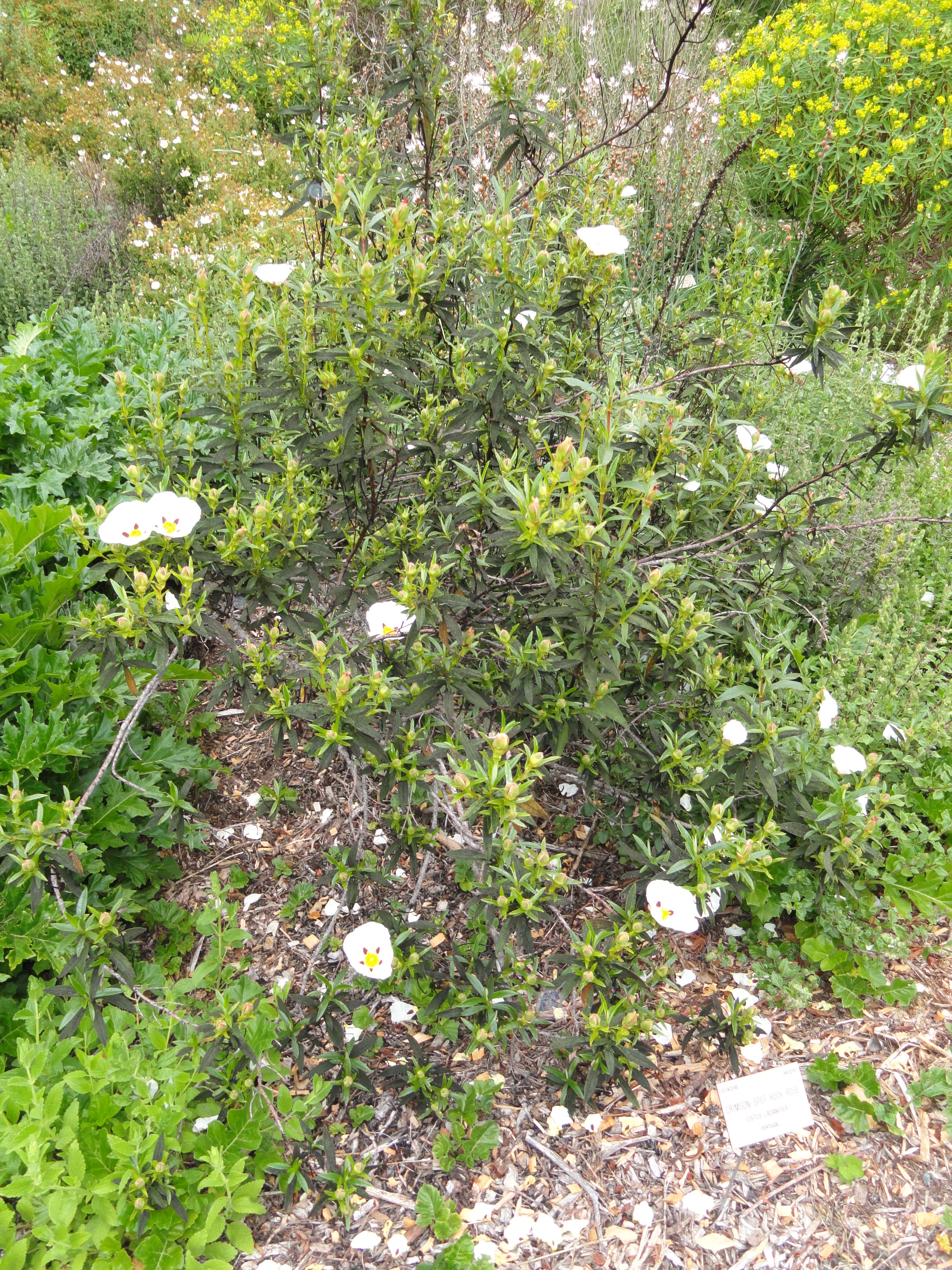 Image of common gum cistus