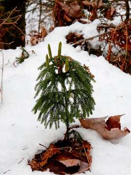 Imagem de Dendrolycopodium