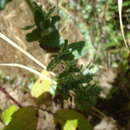 Imagem de Hypericum tomentosum L.
