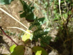 Image of Hypericum tomentosum L.