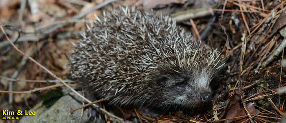 Image of Amur Hedgehog