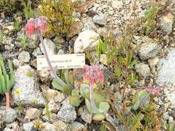 Image of pig's ear