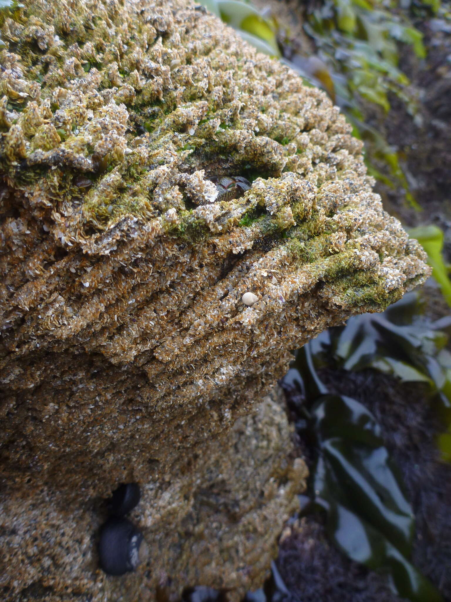 Image of Sandcastle worm