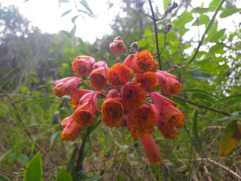 Imagem de Bomarea hirsuta (Kunth) Herb.