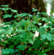 Image of Miccosukee gooseberry