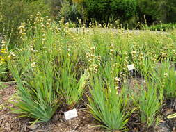 Image of Sisyrinchium striatum Sm.