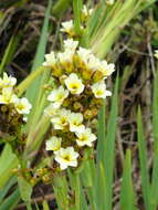 Image of Sisyrinchium striatum Sm.