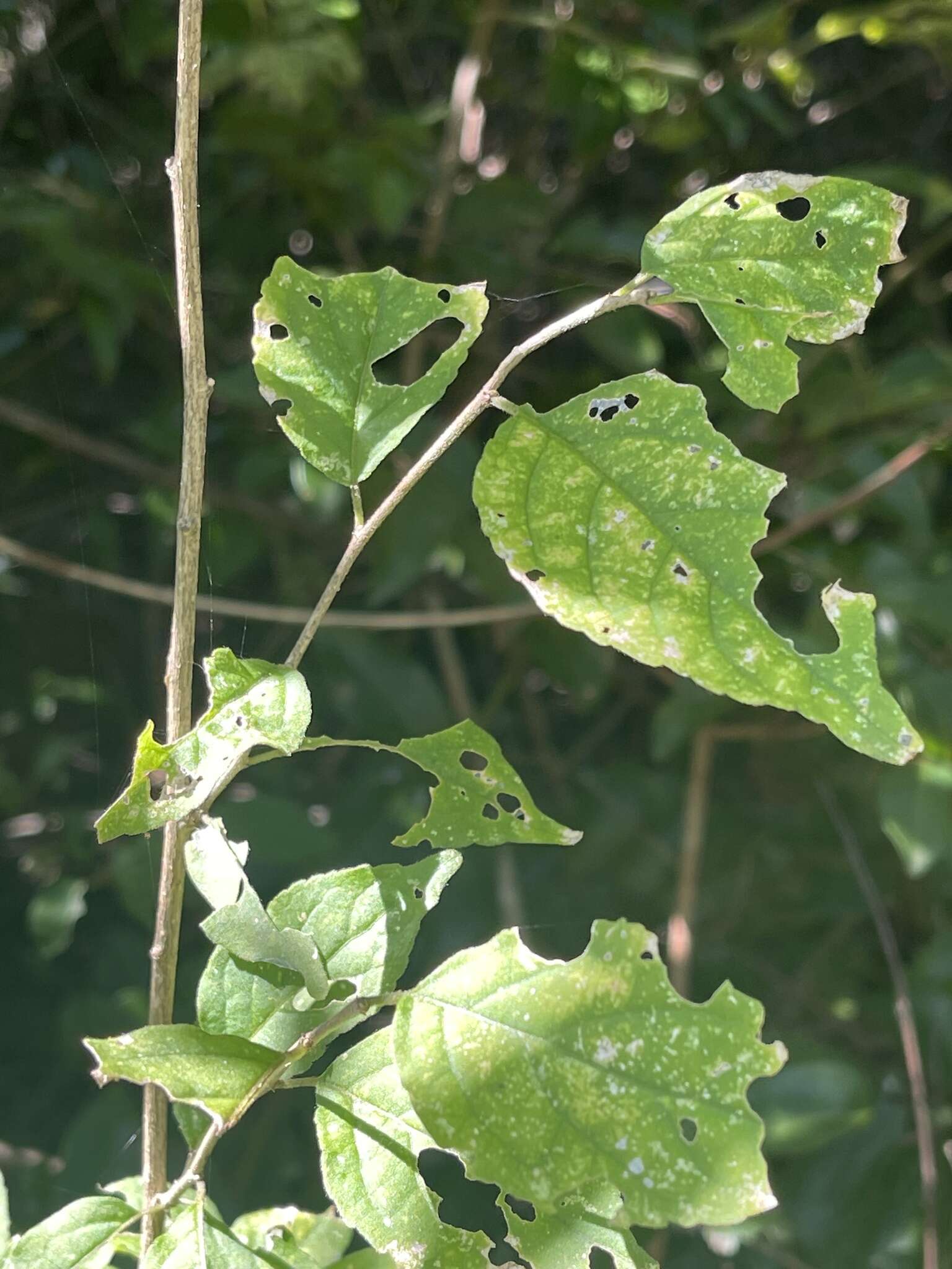 Erythrococca menyharthii (Pax) Prain resmi