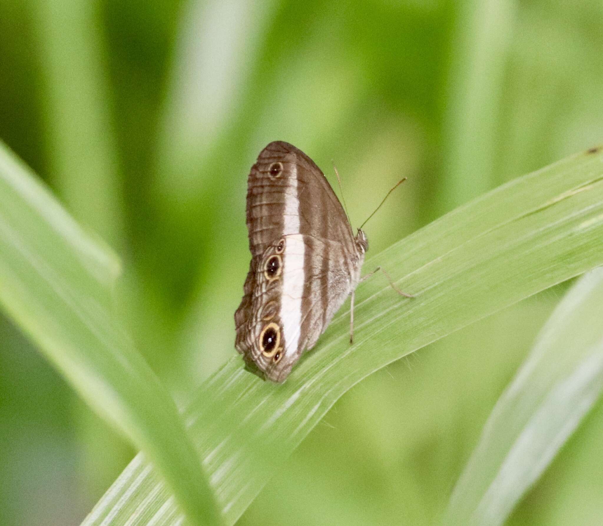 Imagem de Euptychoides albofasciata Hewitson 1869