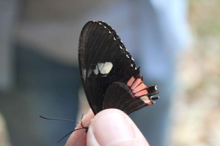 Image of Parides iphidamas (Fabricius 1793)