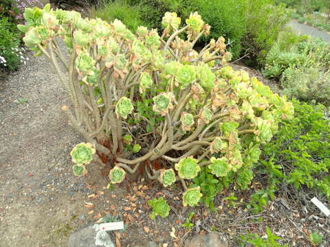 Aeonium balsamiferum Webb & Berth. resmi