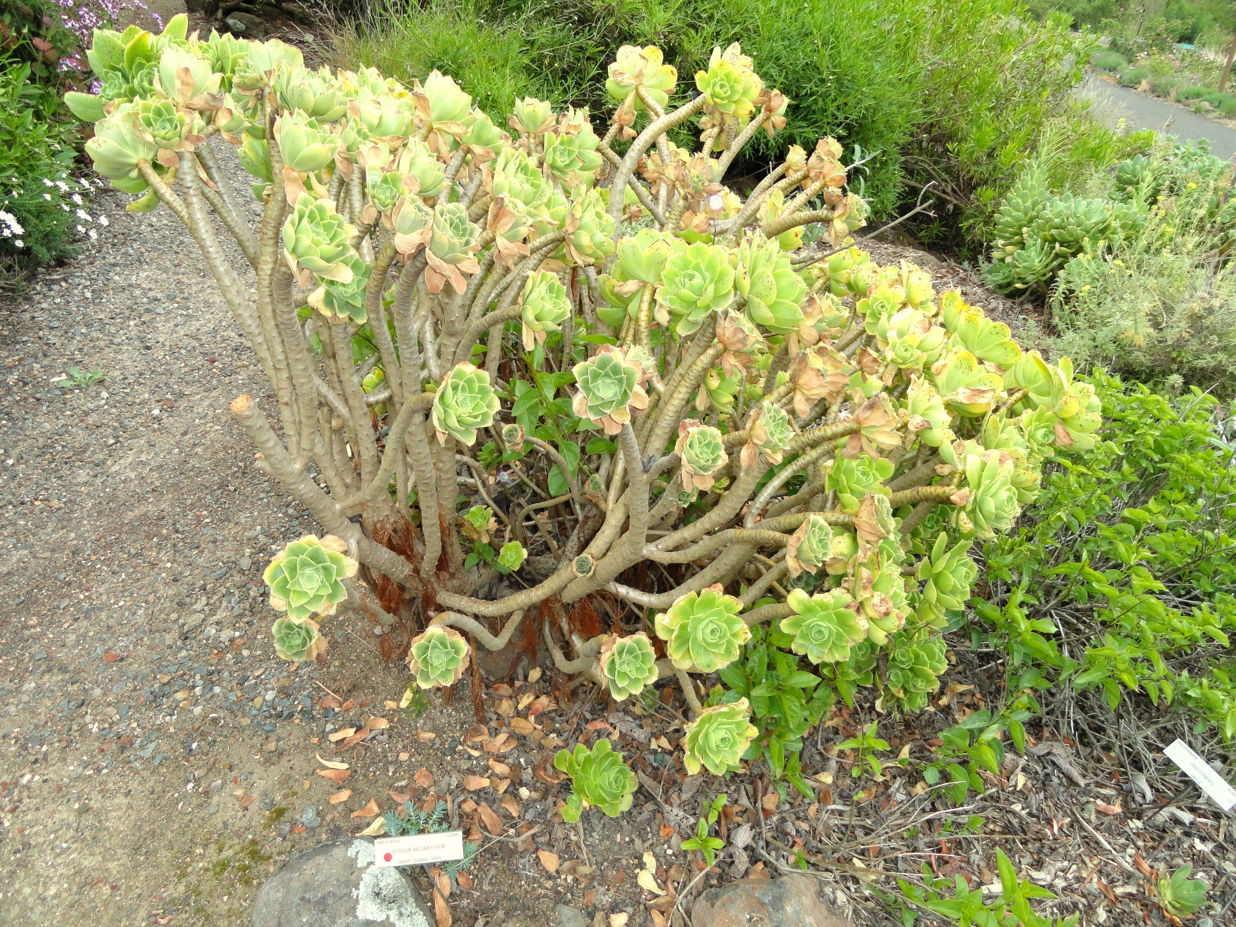 Aeonium balsamiferum Webb & Berth. resmi