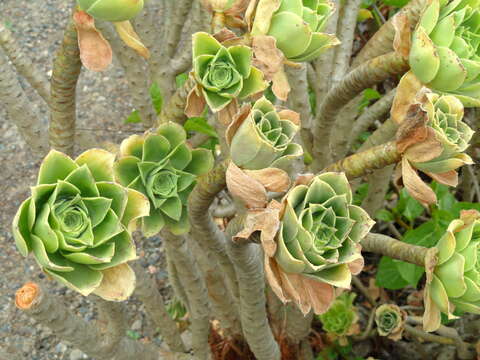 Aeonium balsamiferum Webb & Berth. resmi