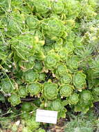 Aeonium balsamiferum Webb & Berth. resmi