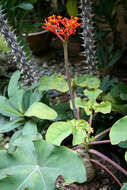 Image of goutystalk nettlespurge