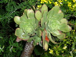 Image of Aeonium urbicum (Chr. Sm. ex Hornem.) Webb & Berth.