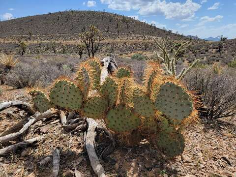 Image of searchlight pricklypear