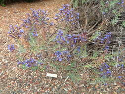 Слика од Echium gentianoides Webb ex Coincy